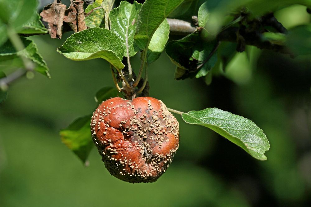 Fruktmumie på äppelträd.