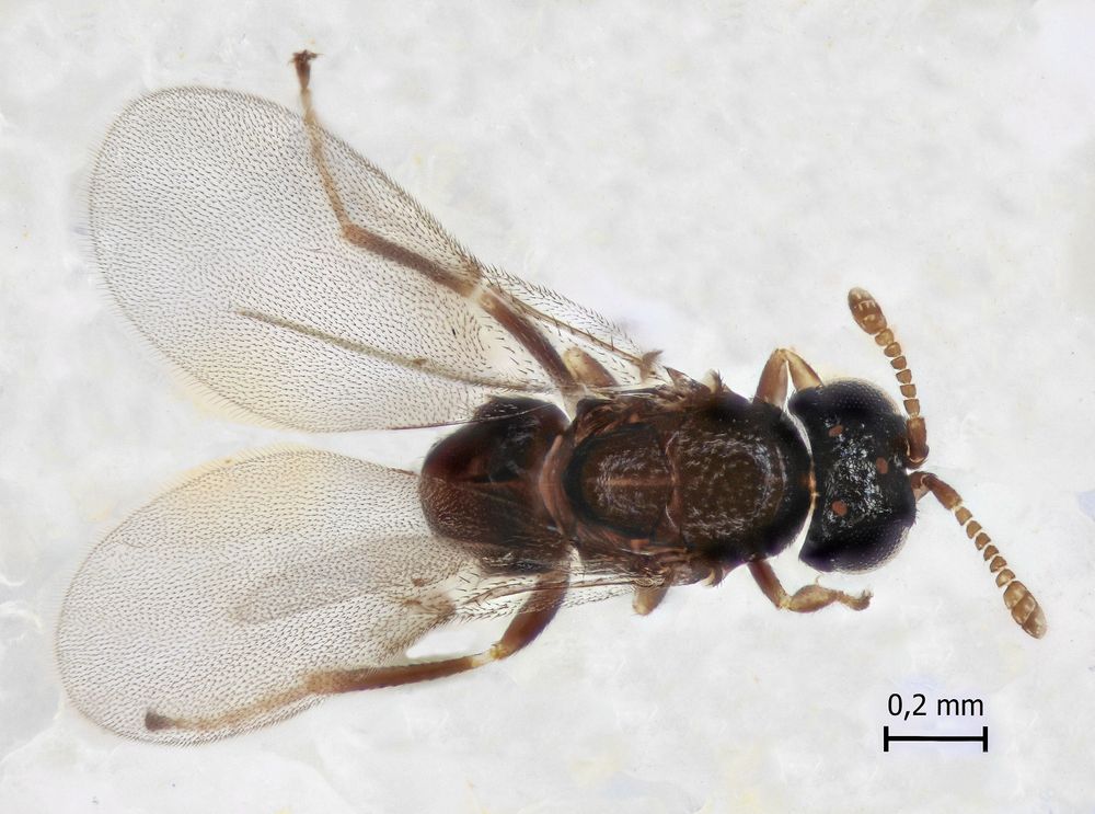 Fästingparasiten har hittats på Själö, av forskare vid biodiversitetenheten på Åbo universitet