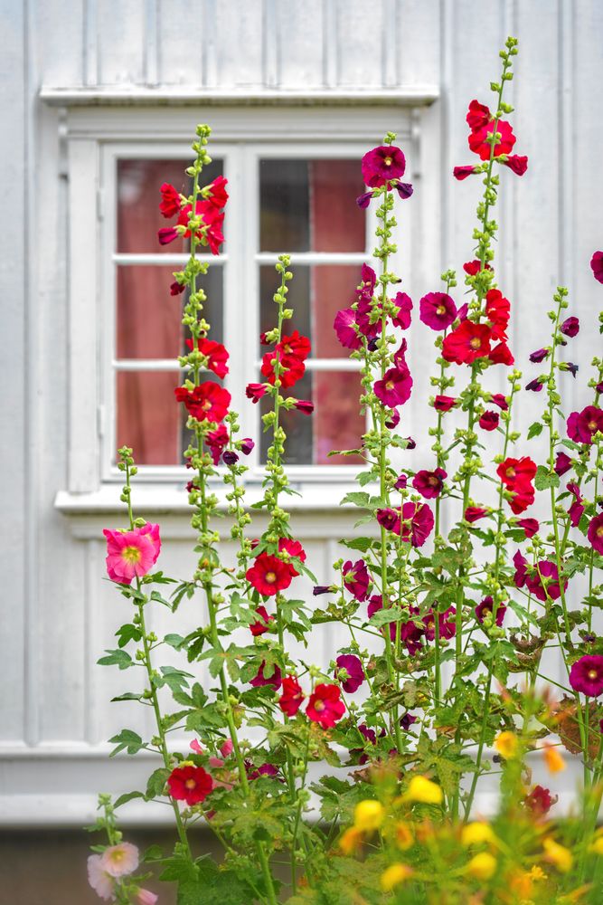 Med blommor i varma färger får du en känsla av närhet.