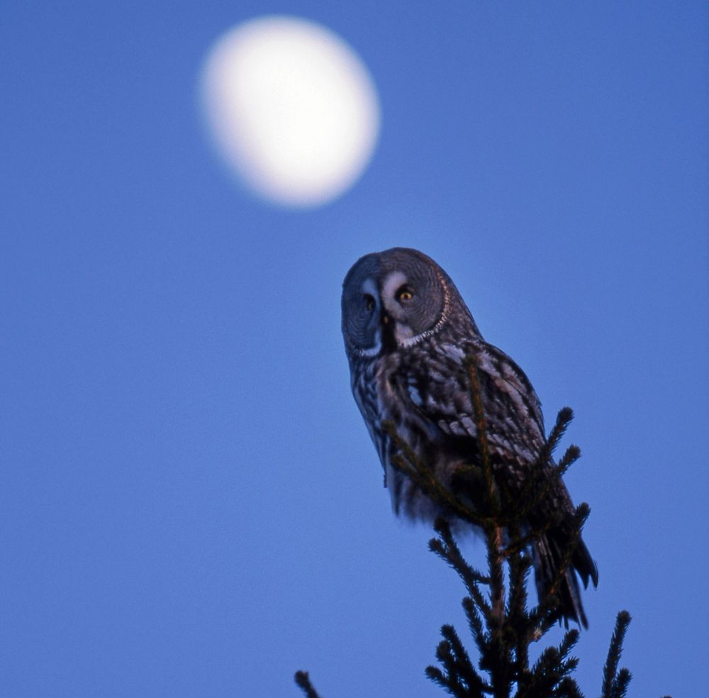 Lappuggla sitter i grantopp mot blå himmel med vit måne i bakgrunden