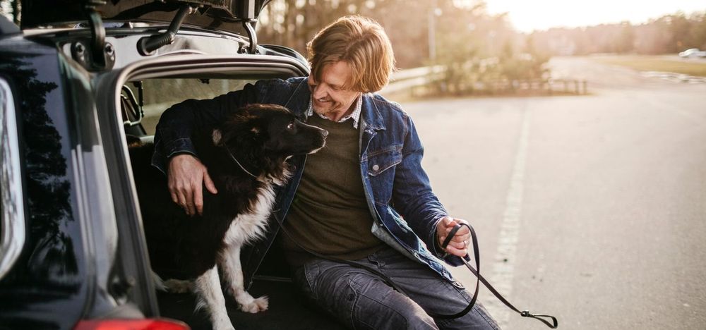 Reser du med hund i bilen? Ha koll på de viktigaste reglerna.