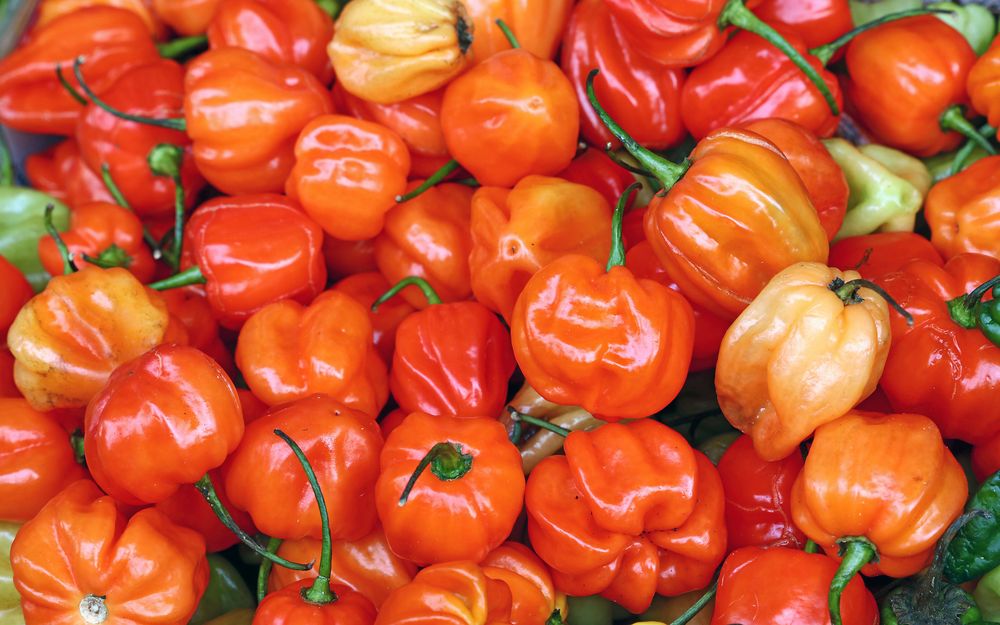 Mild och fruktig, ’Habanero Dulce’.