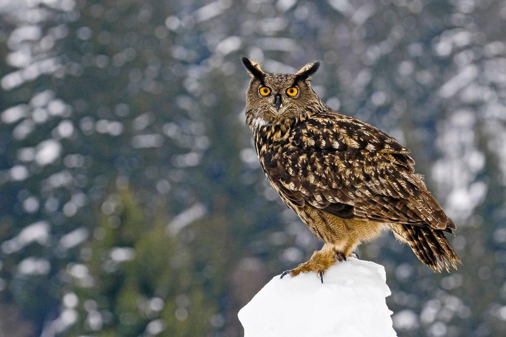 Berguv med orange ögon sitter på snötäckta klippor framför mörk skog