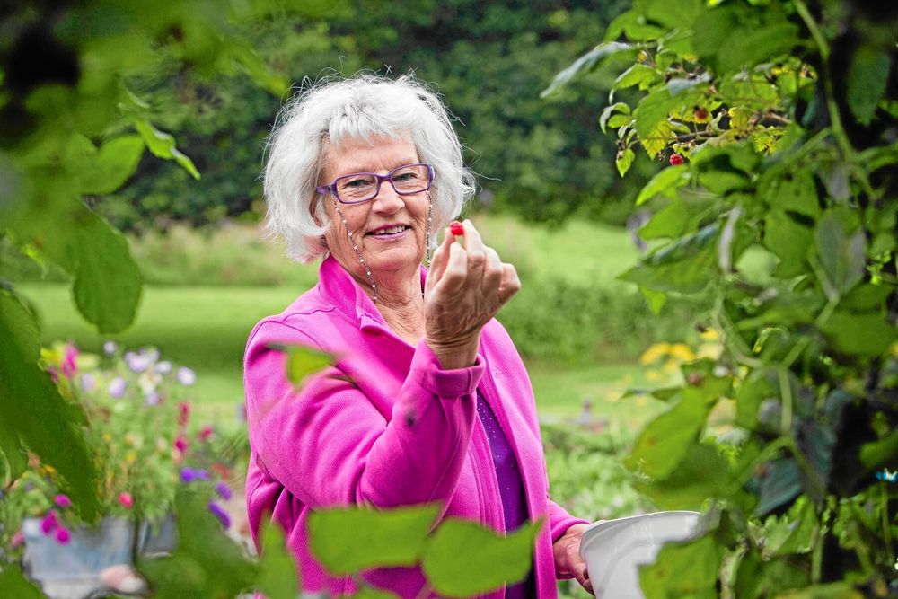 Doris Tallerås, Sunnemo, kan njuta av en jätteskörd av goda hallon.