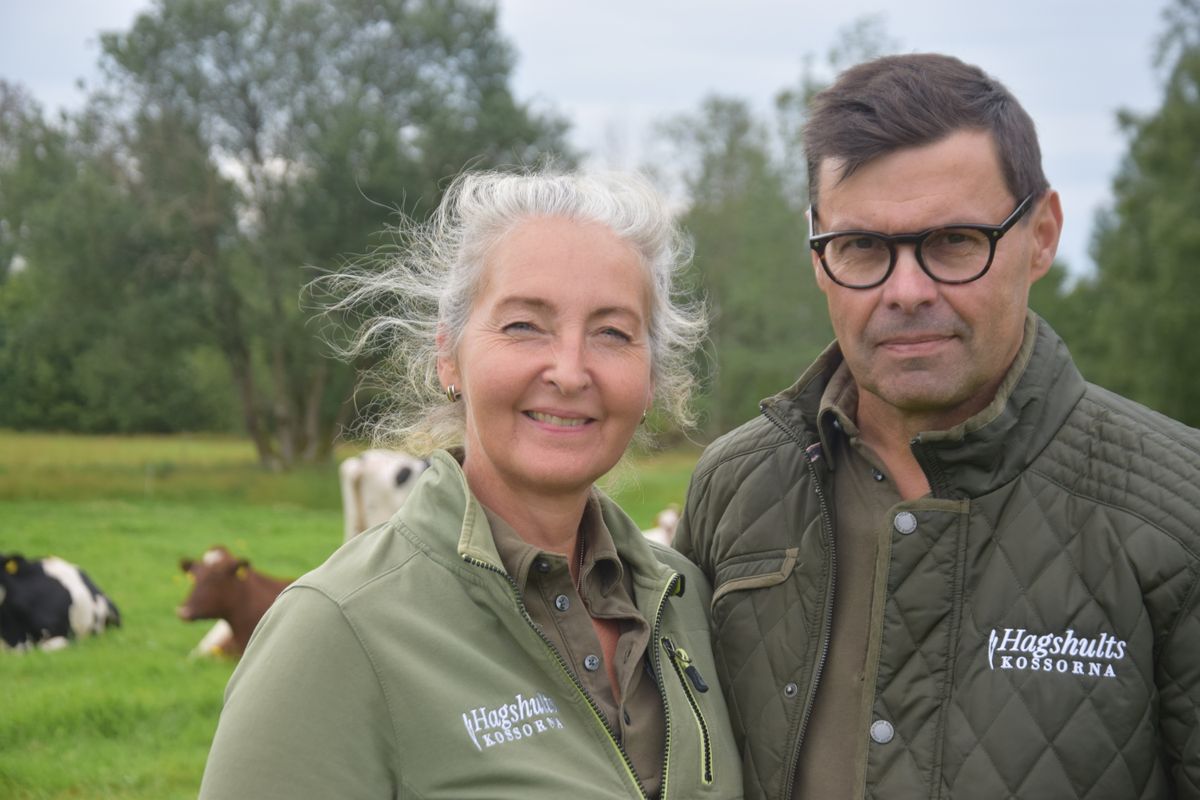 Två personer i gröna jackor i kohage, kor betar i bakgrunden