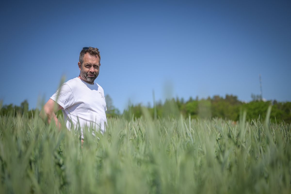 Man i vit t-shirt står i en grön åker under klar blå himmel