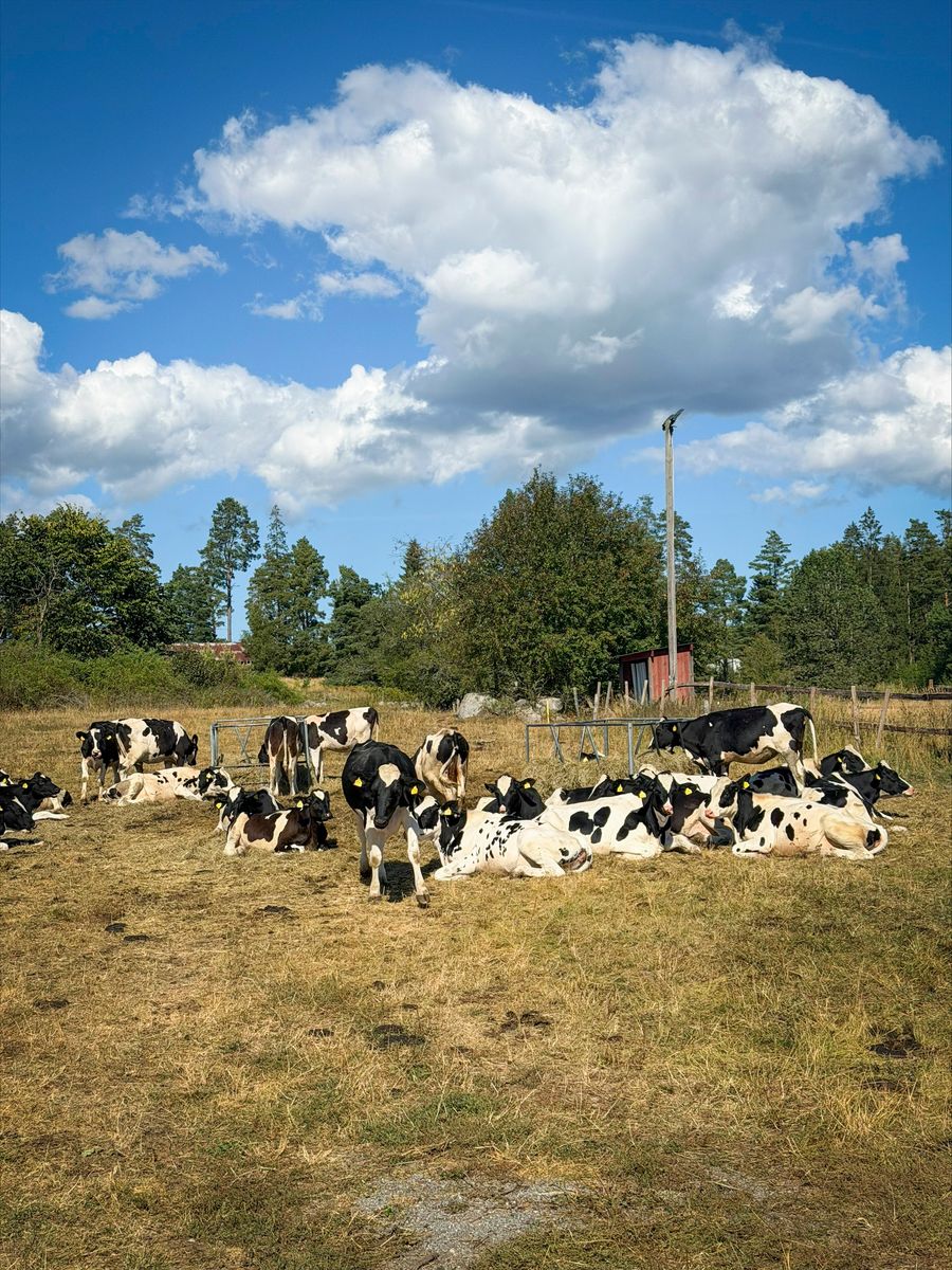 Svartvita kor ligger och betar på ett torrt bete under blå himmel med moln.