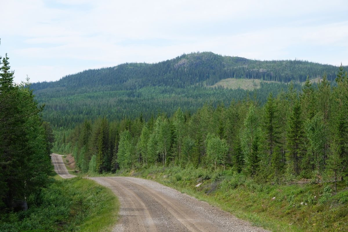 Grusväg genom tät granskog med gröna berg i bakgrunden
