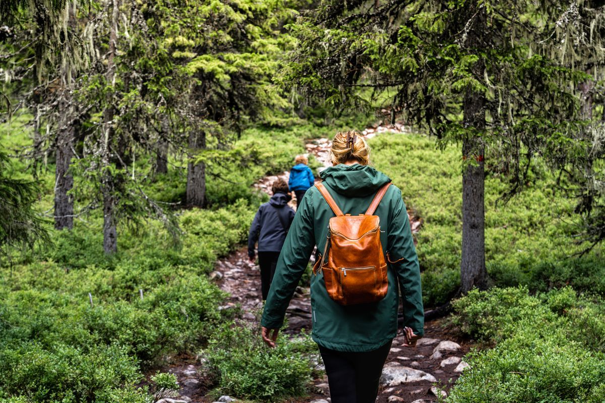 Personer vandrar på stenig skogsstig omgivna av gröna träd och buskar