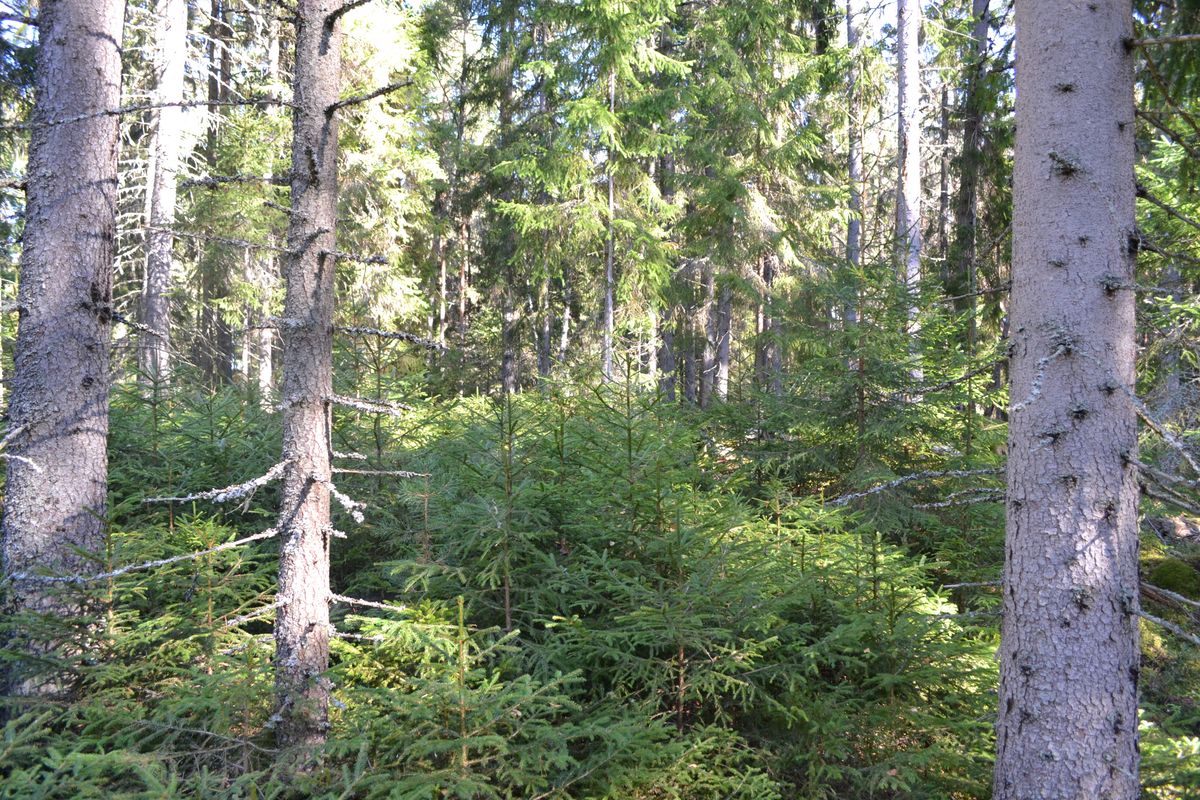 Tät granskog med unga granar och sol som silas mellan stammarna