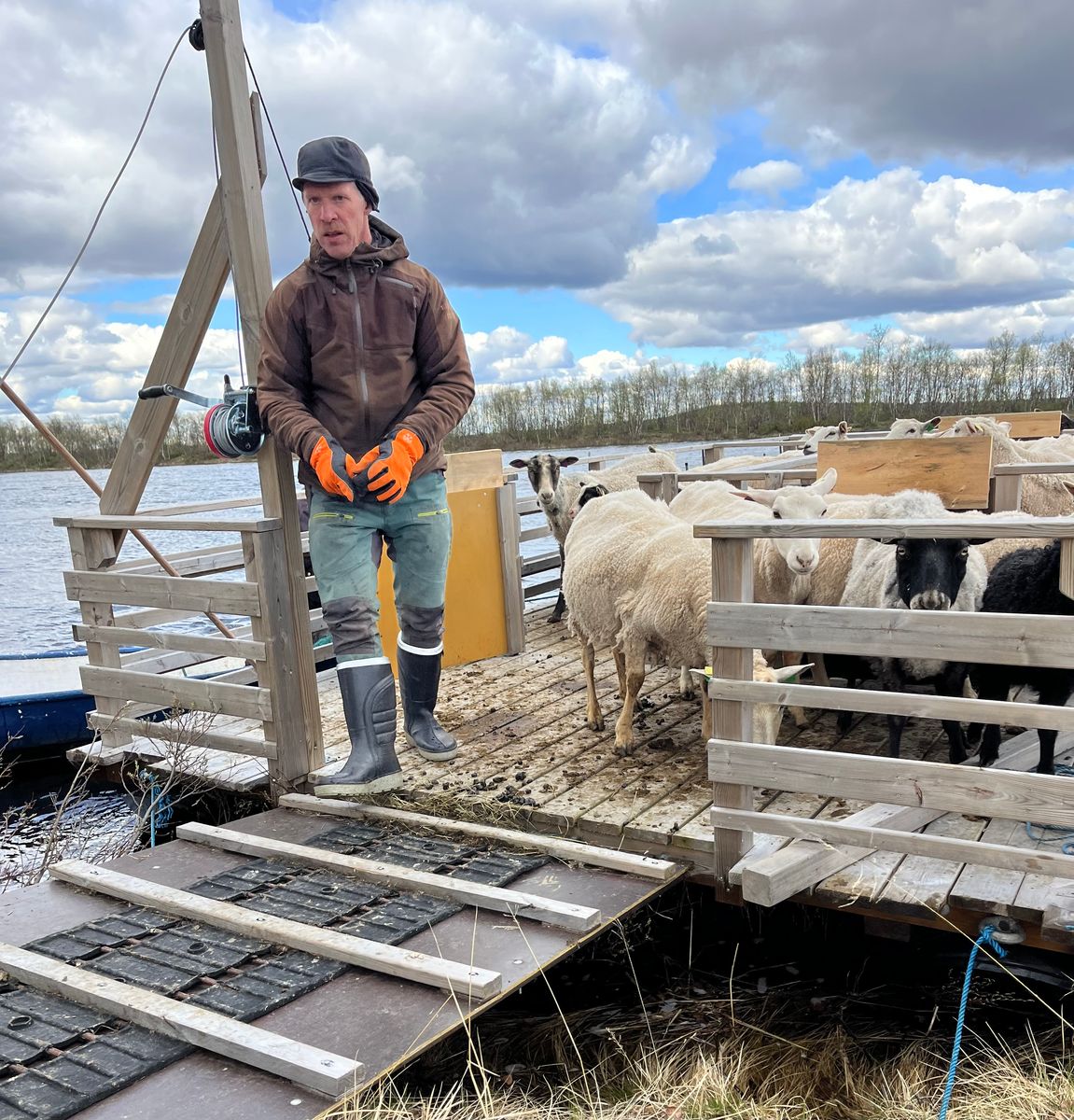 Man med får på träflotte vid vatten en molnig dag på landsbygden