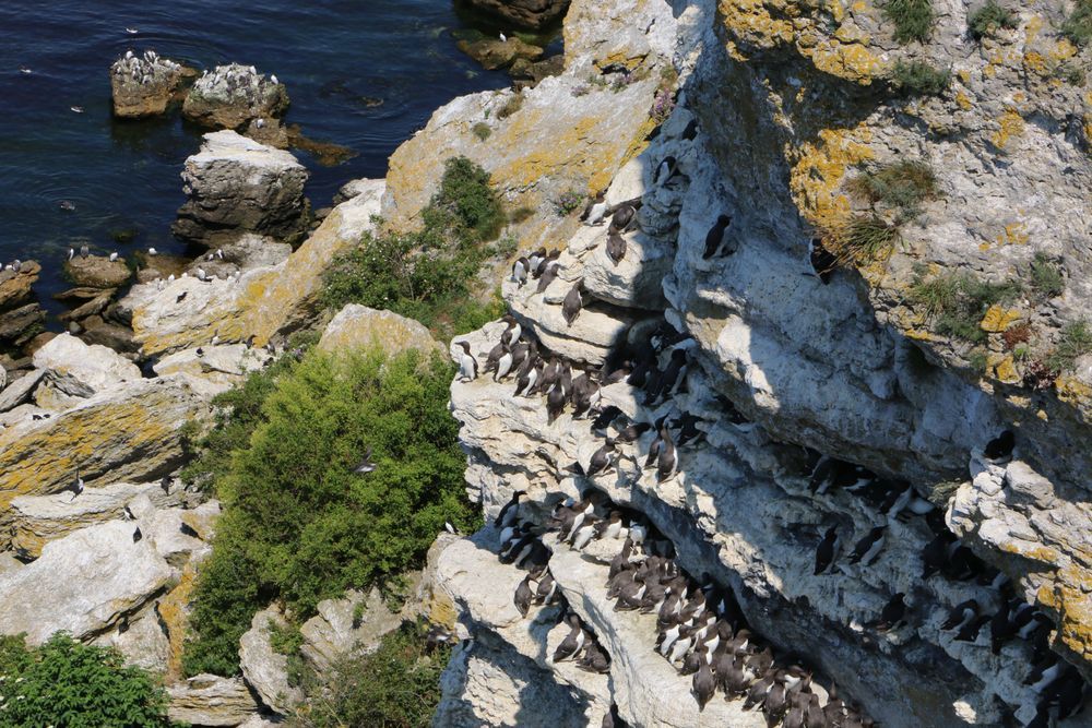 Branta klippor vid havet med många häckande sjöfåglar som sillgrisslor på smala hyllor