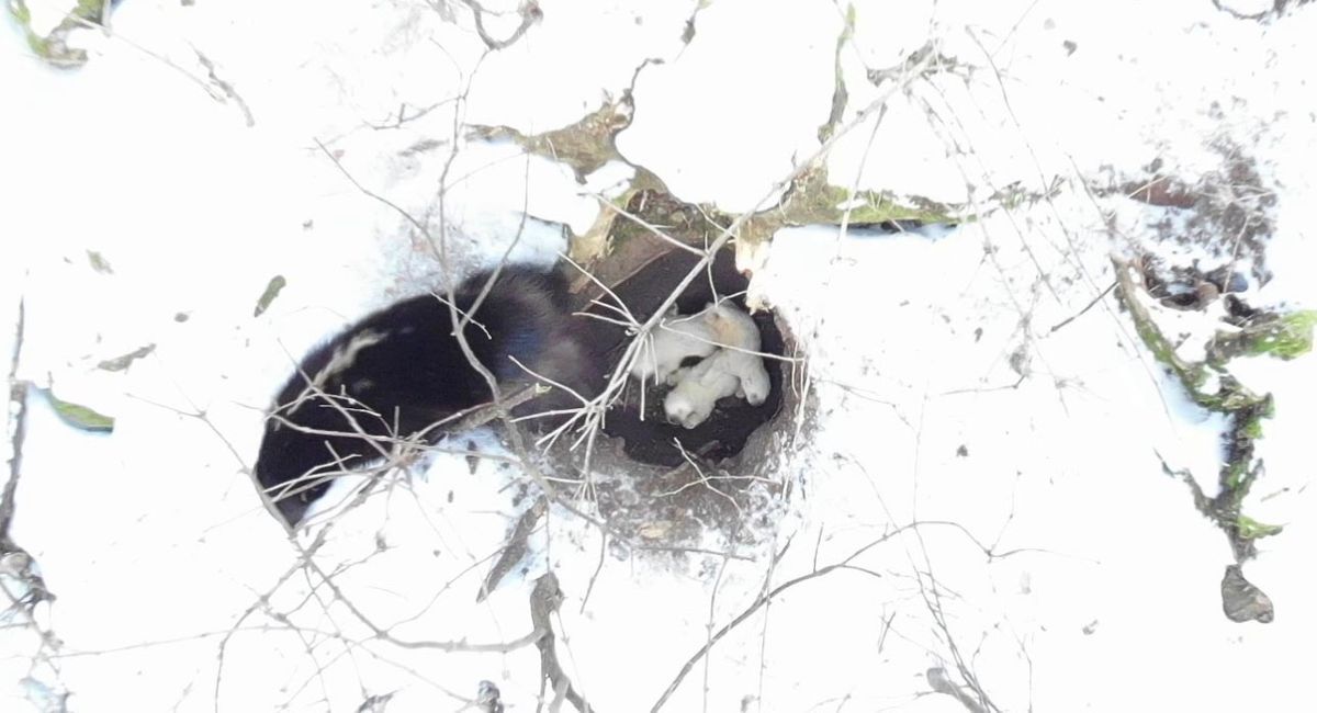 Tre vita järvungar i lyan.