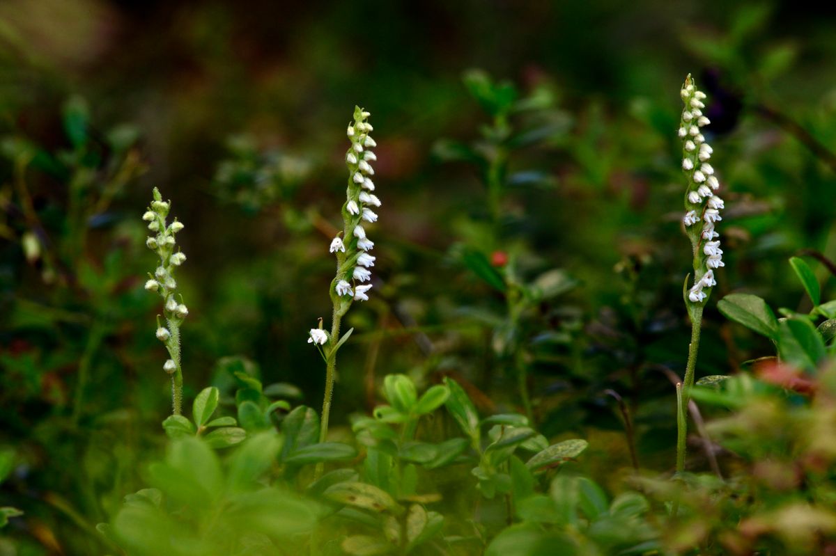 Små vita skogsväxter med spiralformade blommor i grön vegetation