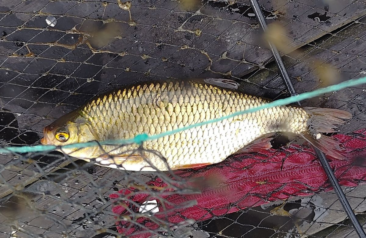 En fisk i en håv.
