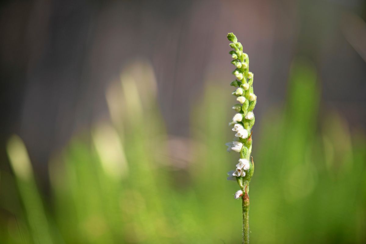Närbild på ensam grön blomspiral med små vita blommor mot suddig bakgrund