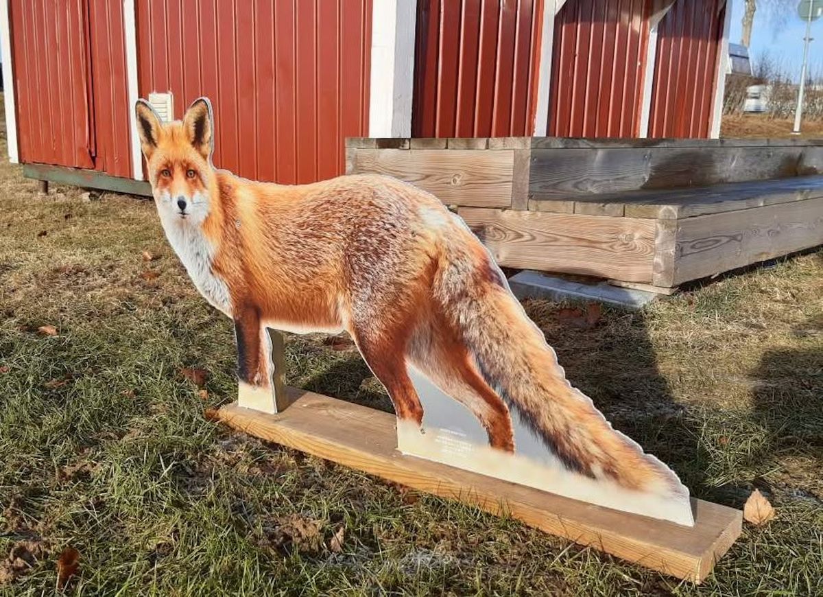 Realistisk rävfigur på träställning placerad vid en röd lada