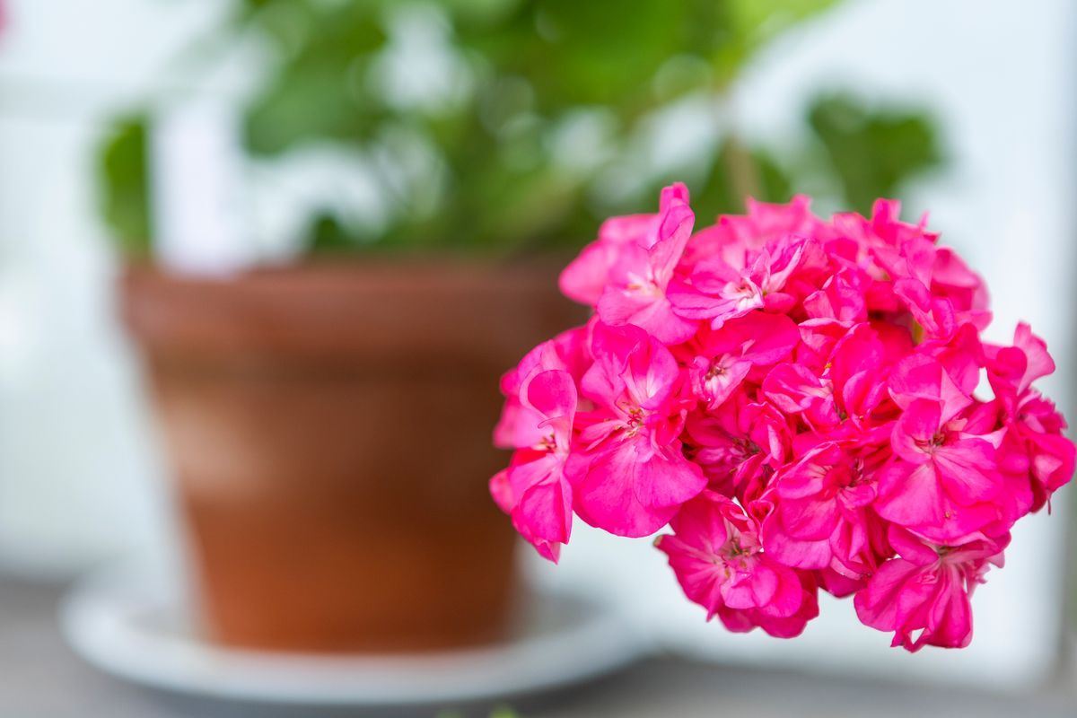 Klon av starkt rosa pelargonblommor framför suddig terrakottakruka
