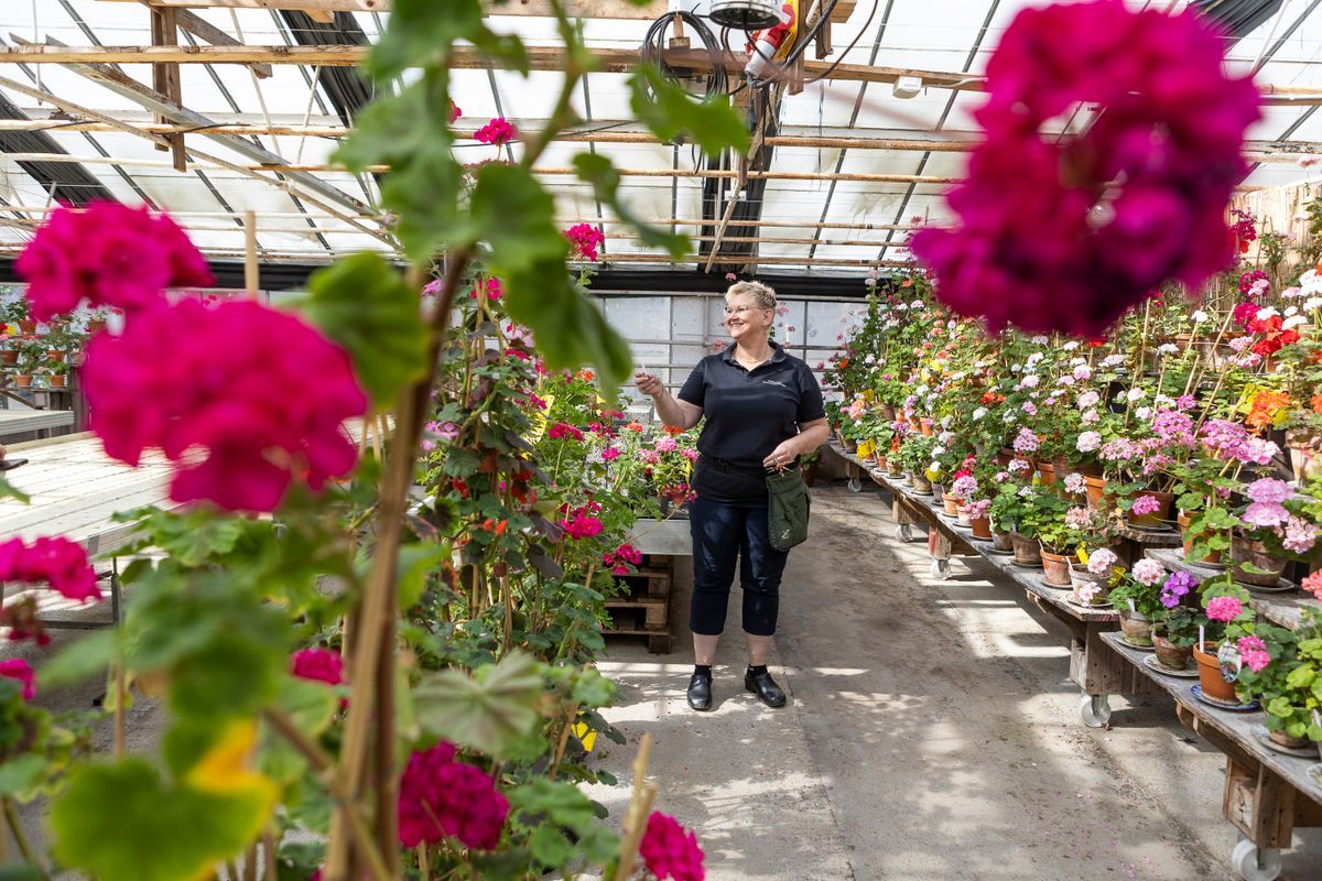 Kvinna står i växthus omgivet av färgstarka pelargoner i krukor