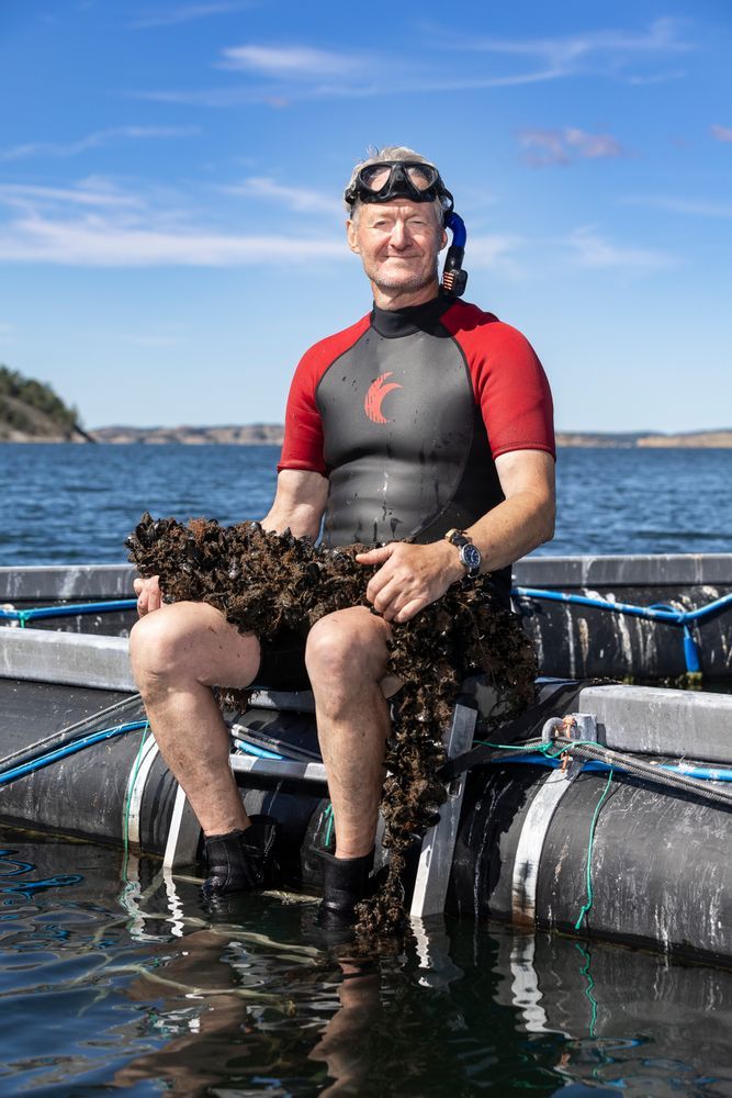 Dykare i våtdräkt sitter på flotte med tång i knät ute på havet en solig dag