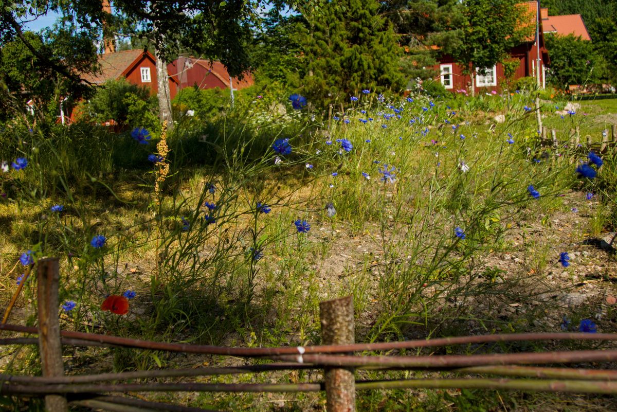 Sommaräng med blå blommor och röda stugor i bakgrunden