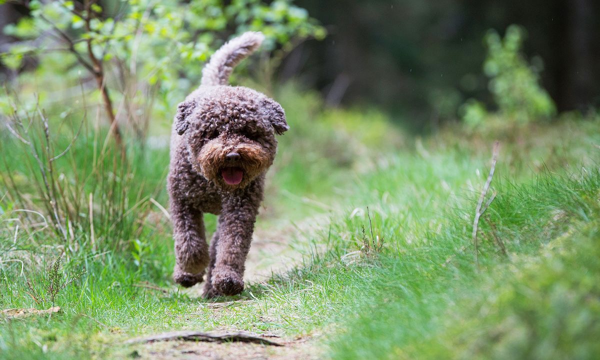Lockig brun hund går på en smal skogsstig bland grönt gräs