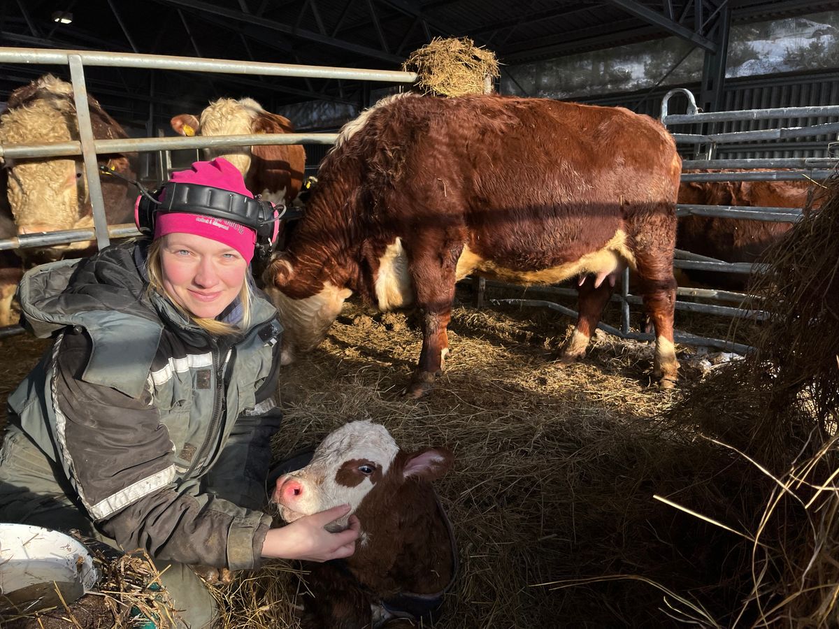 Kvinna i ladugård klappar en nyfödd kalv bland flera andra kor i en spilta
