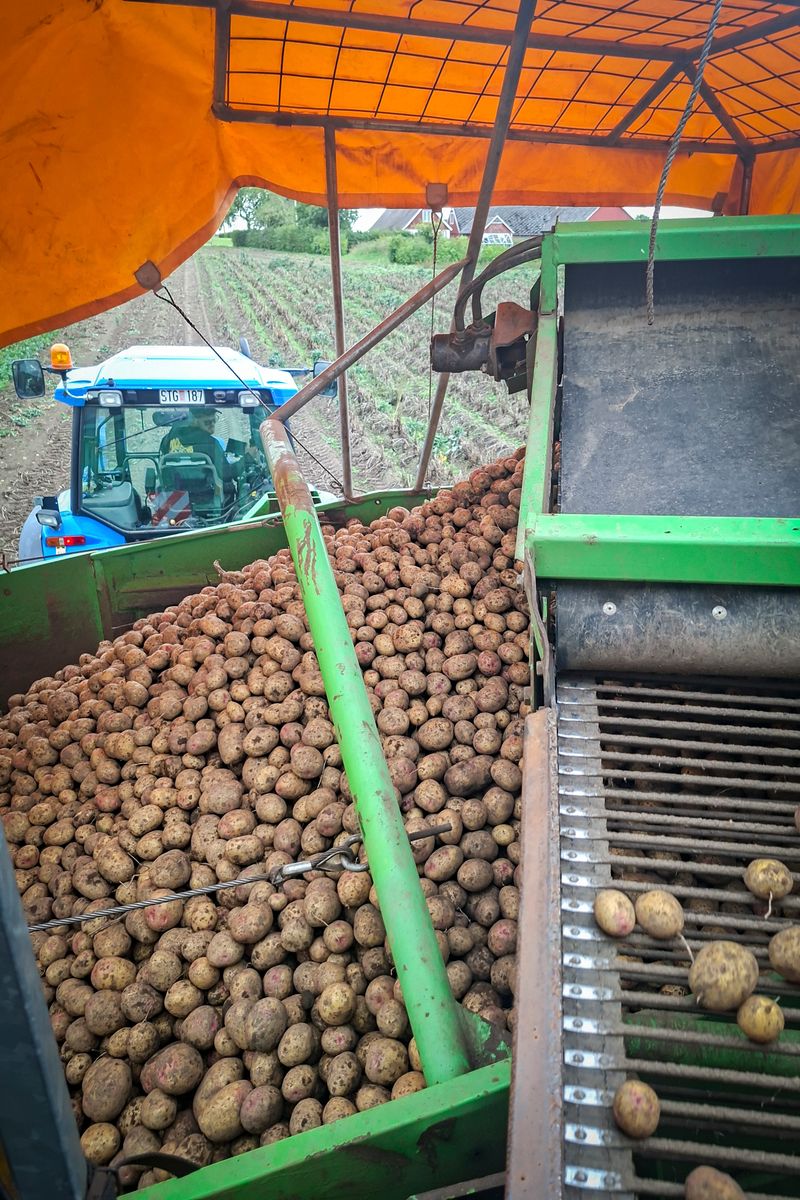 Potatis skördas och lastas på vagn med traktor i bakgrunden