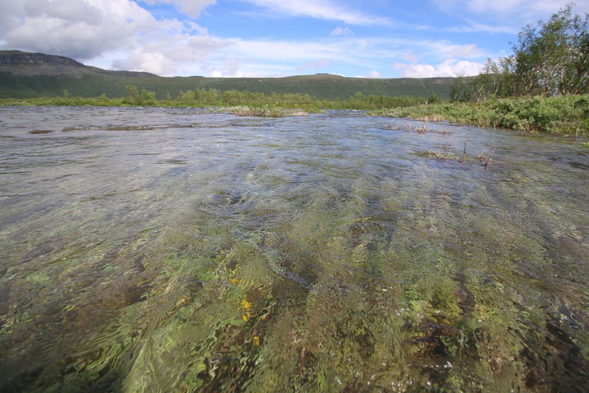 Klar, grund fjällsjö med växter under ytan och berg i bakgrunden