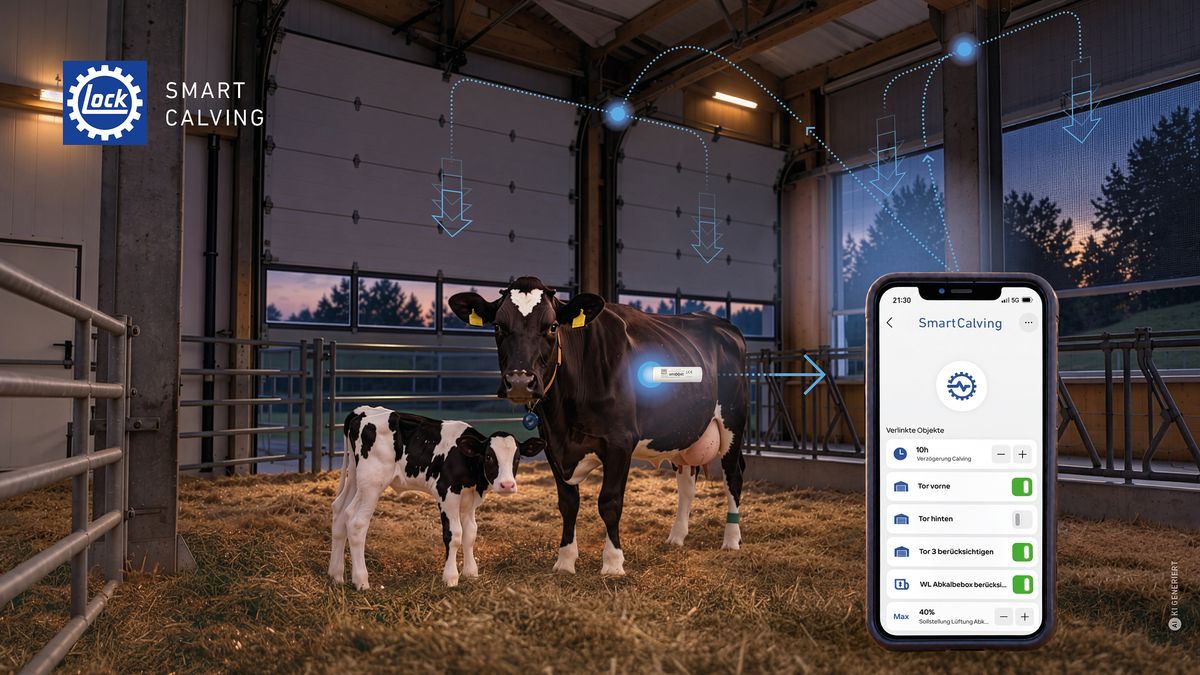 Ko och kalv i ladugård med mobilapp som övervakar kalvning digitalt