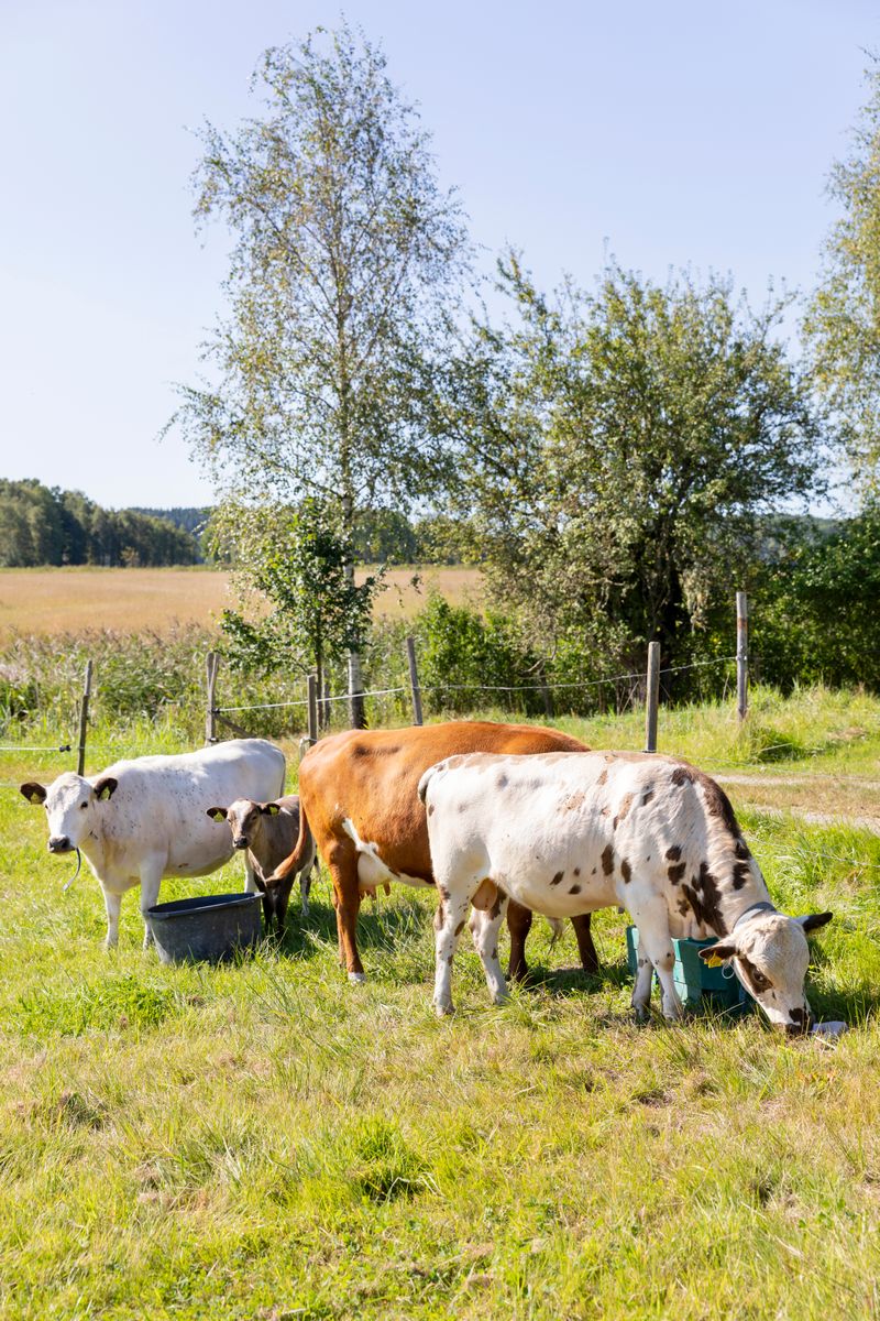 Kor betar i soligt sommarlandskap med åker och träd i bakgrunden