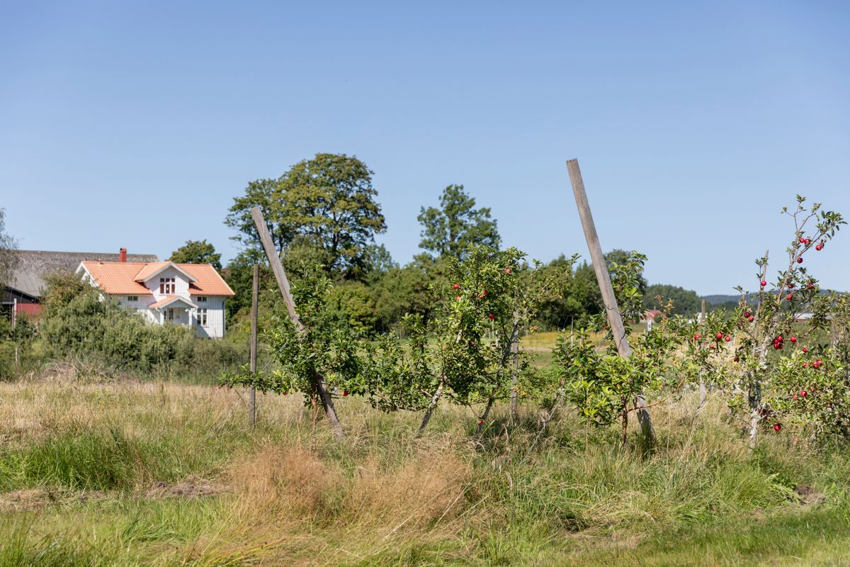 Landsbygd med fruktträdgård och rött hus i bakgrunden under blå himmel