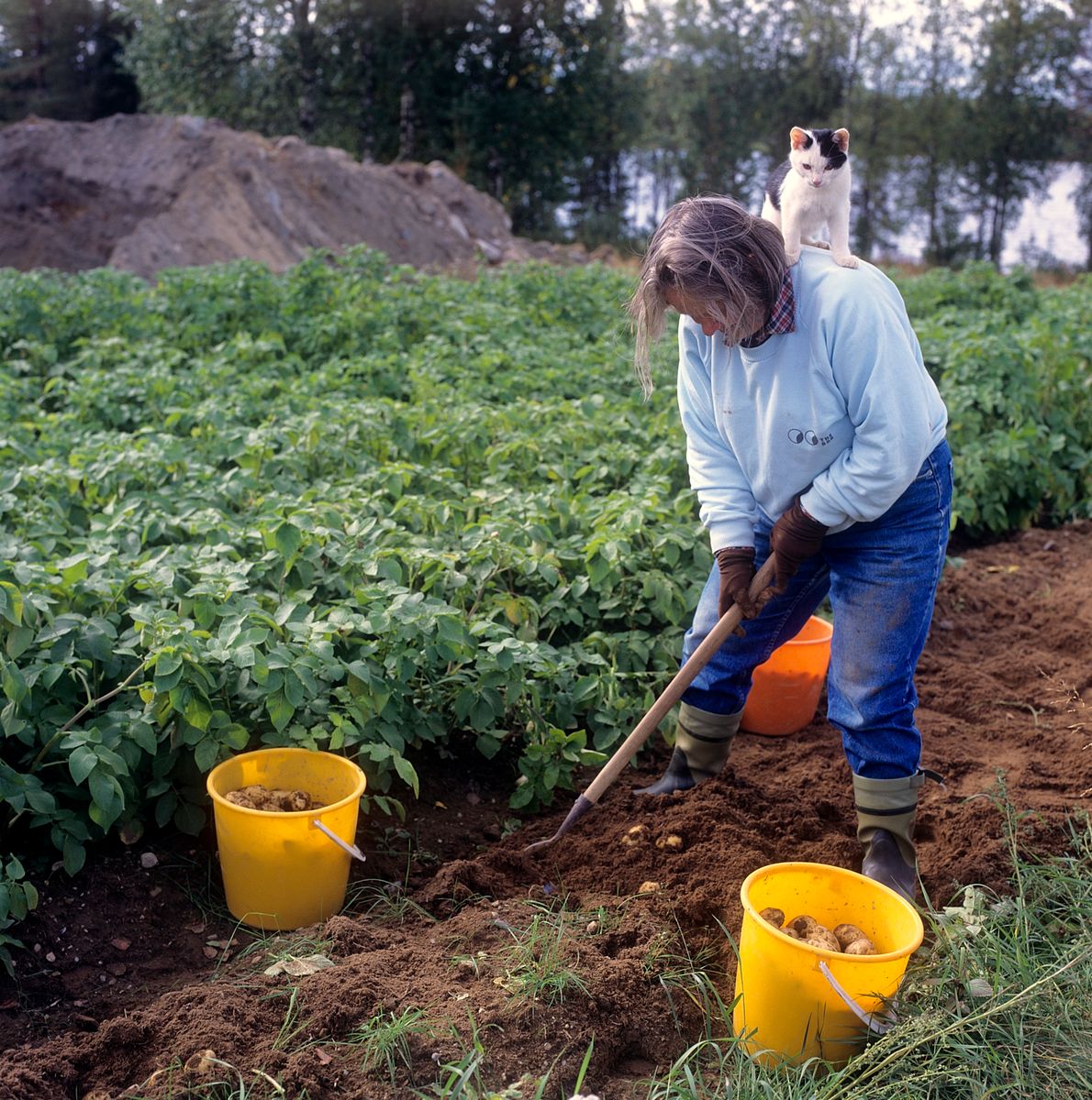 Kvinna tar upp potatis med katt på ryggen
50-60 År