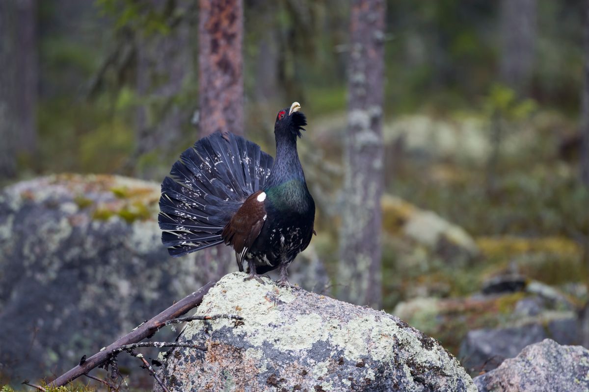 Tjäder som spelar på en mossig sten i skogen