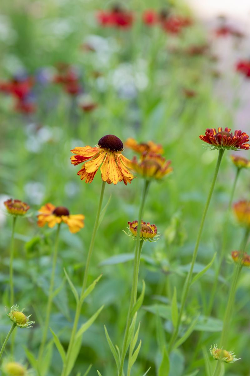 Gula och orange blommor på långa stjälkar i en somrig trädgård