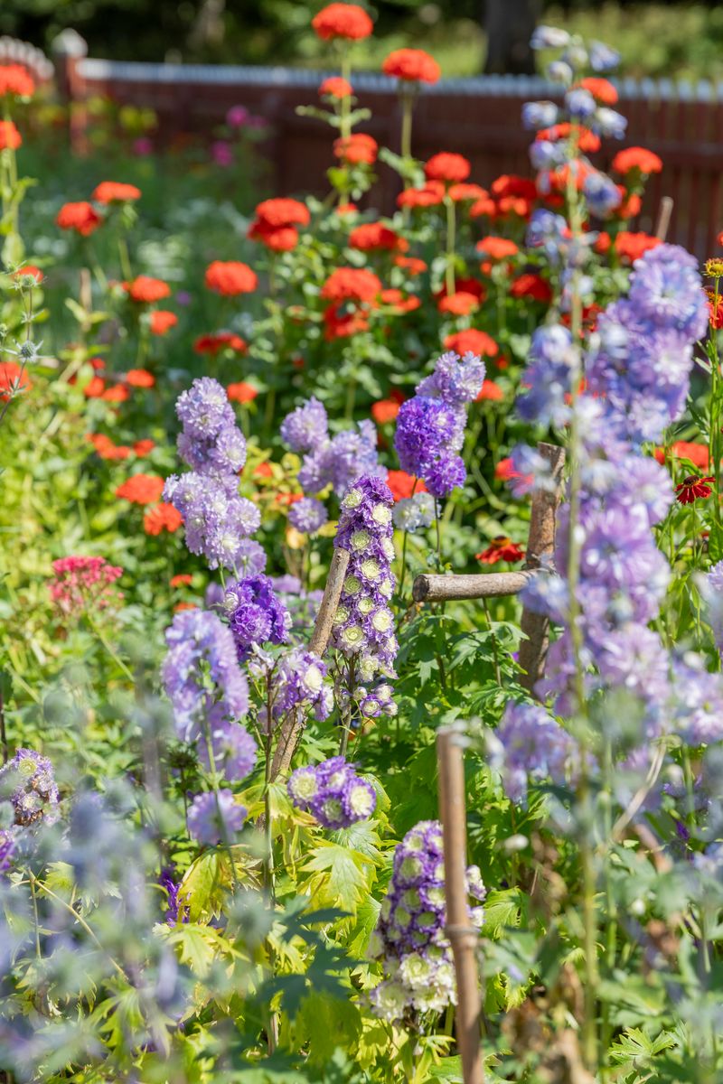 Färgstark sommarträdgård med lila och röda blommor i soligt väder på Tjolöholms slott.