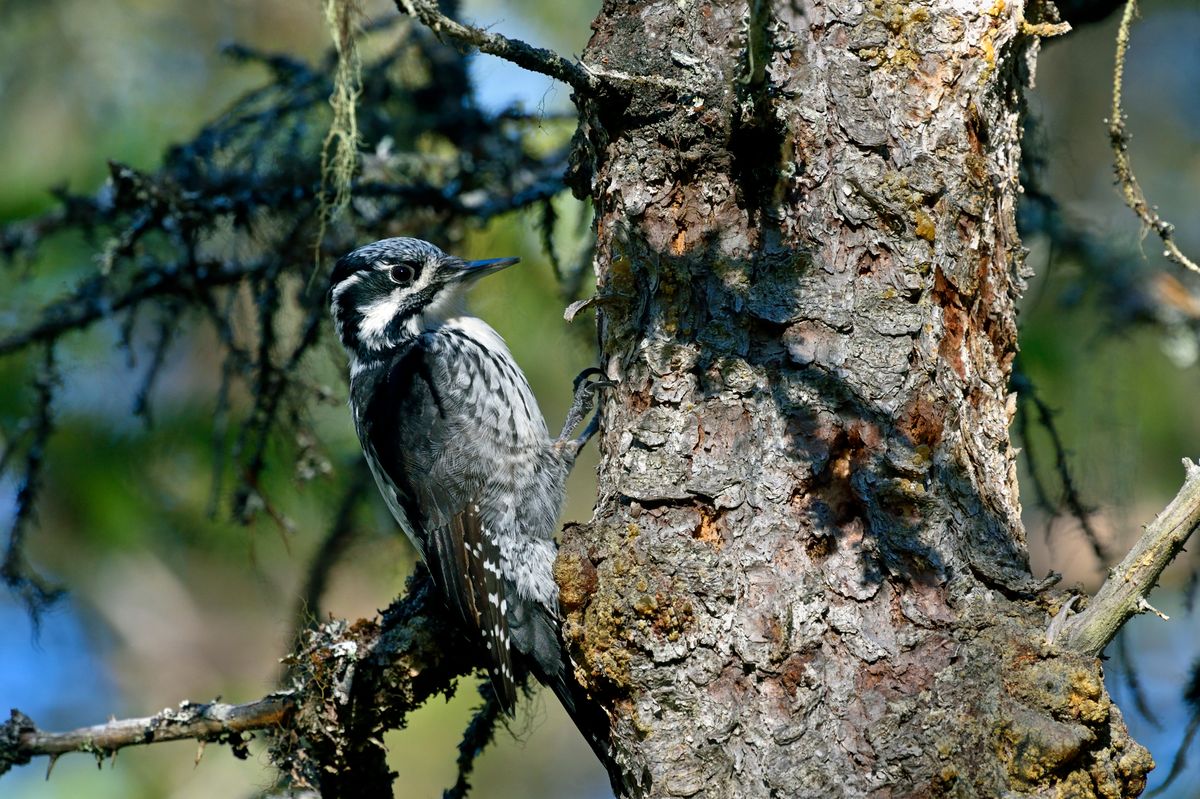 Hackspett med svartvit fjäderdräkt klättrar på en trädstam i skogen