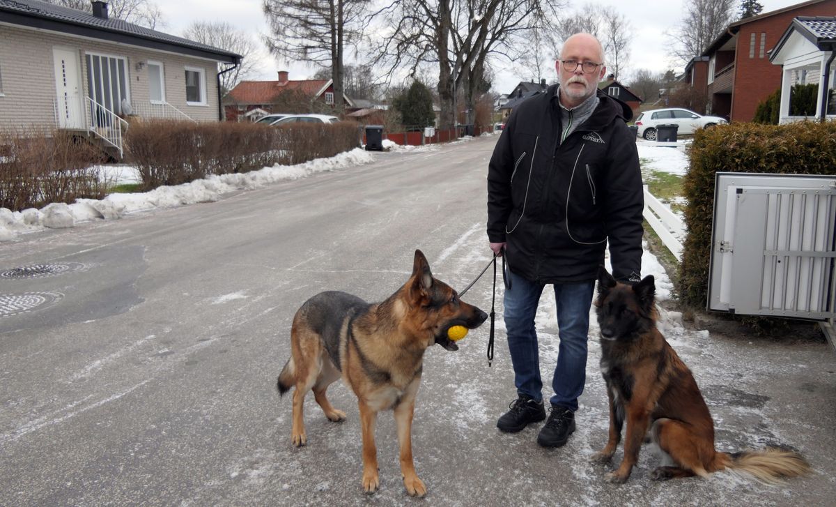 Äldre man med två hundar på snöig villagata, en hund håller en boll