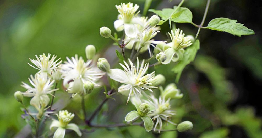 Skogsklematis.