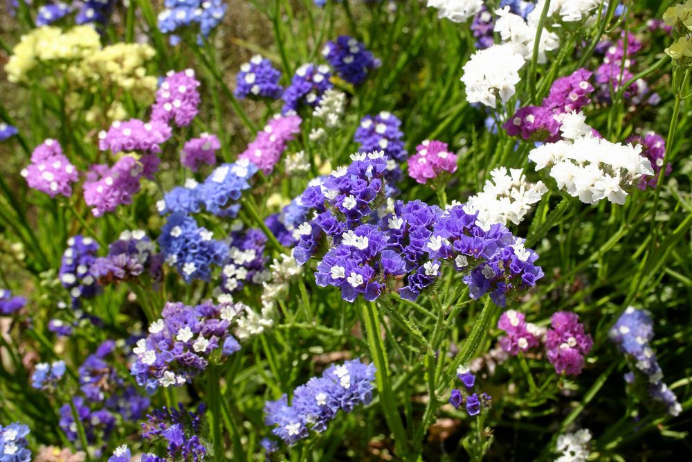 Blommor i lila, blå och vita nyanser i en trädgård.