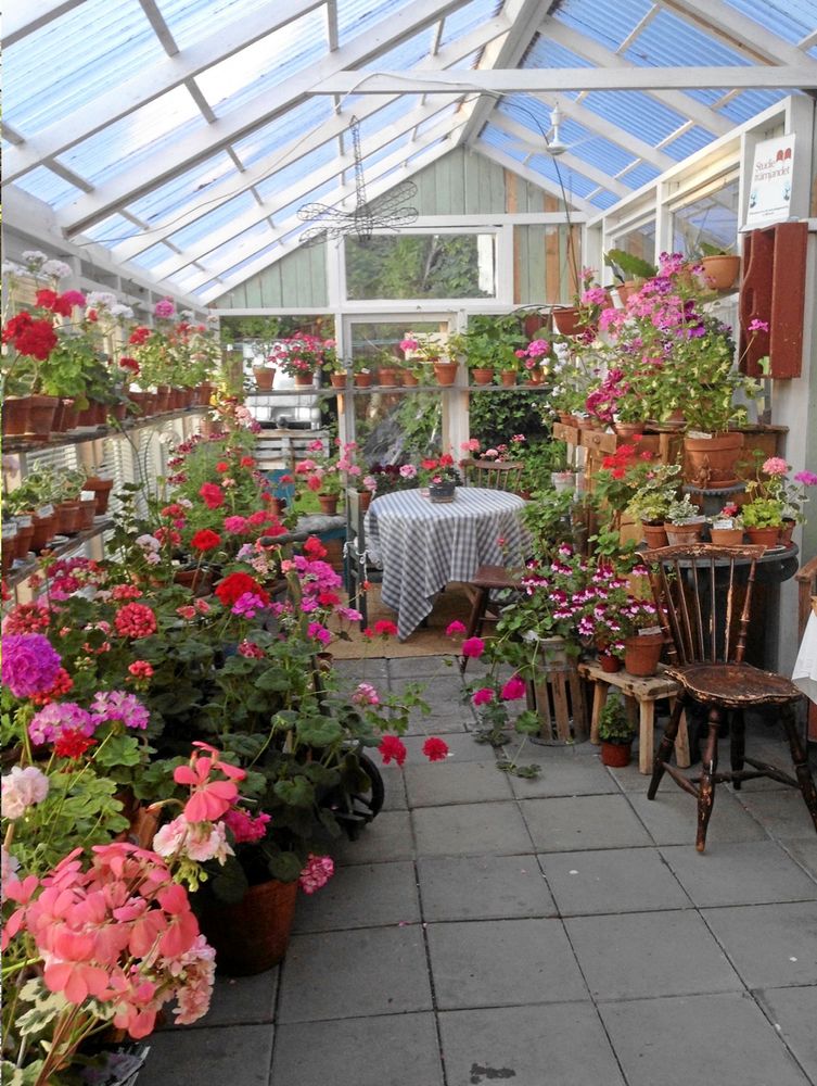 Växthuset är fullt av vackra pelargoner.