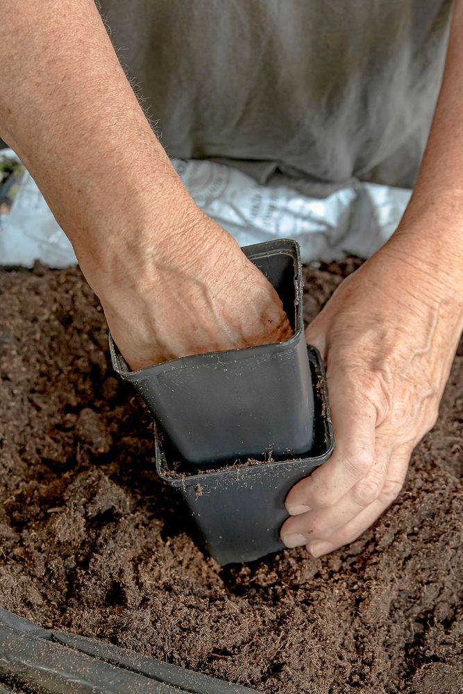 Händer fyller en liten plastkruka med jord inför plantering