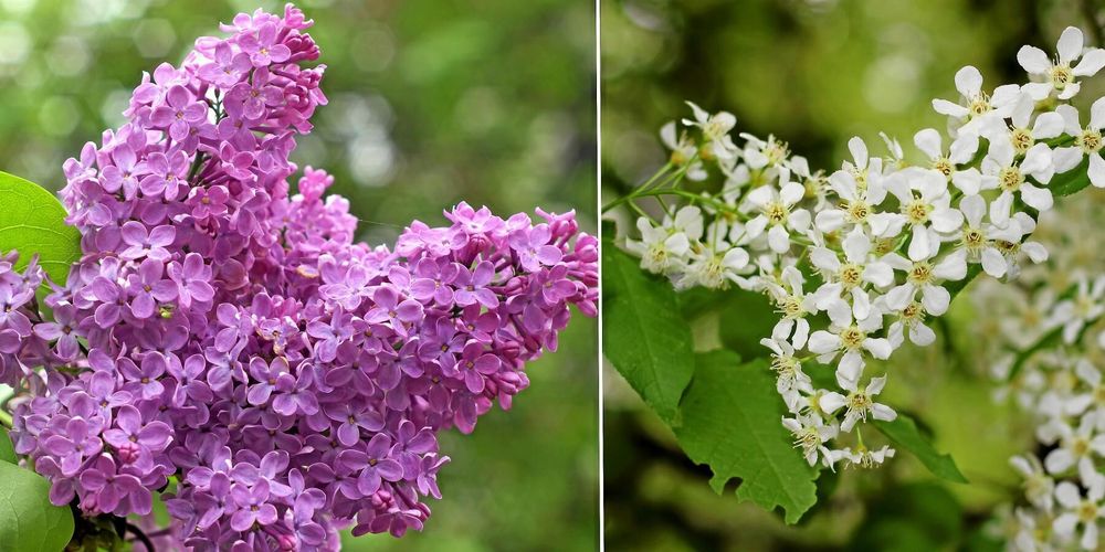 Är tiden ur led när hägg och syren blommar samtidigt?