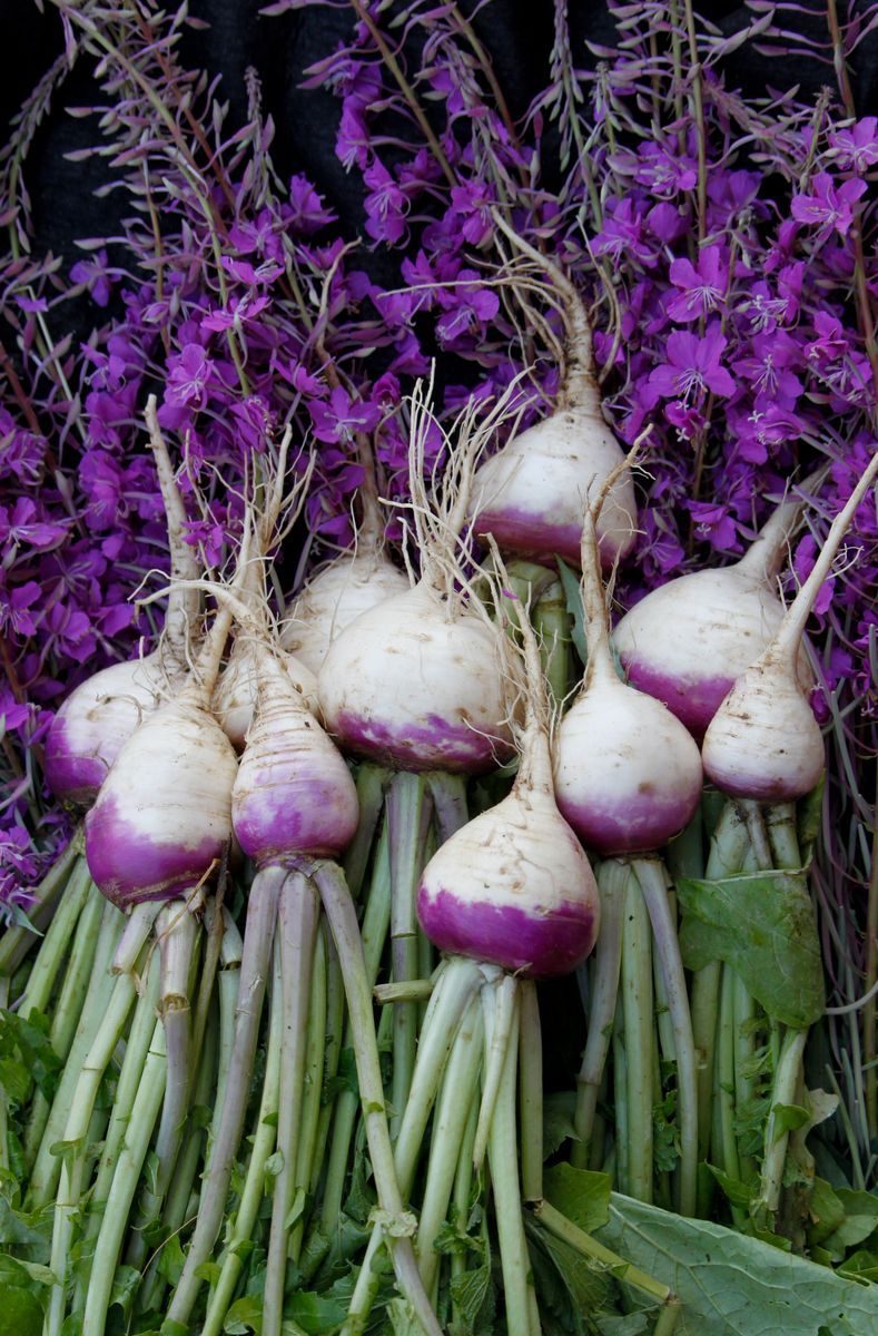 Knippen med rovor med lila toppar framför bakgrund av lila blommor