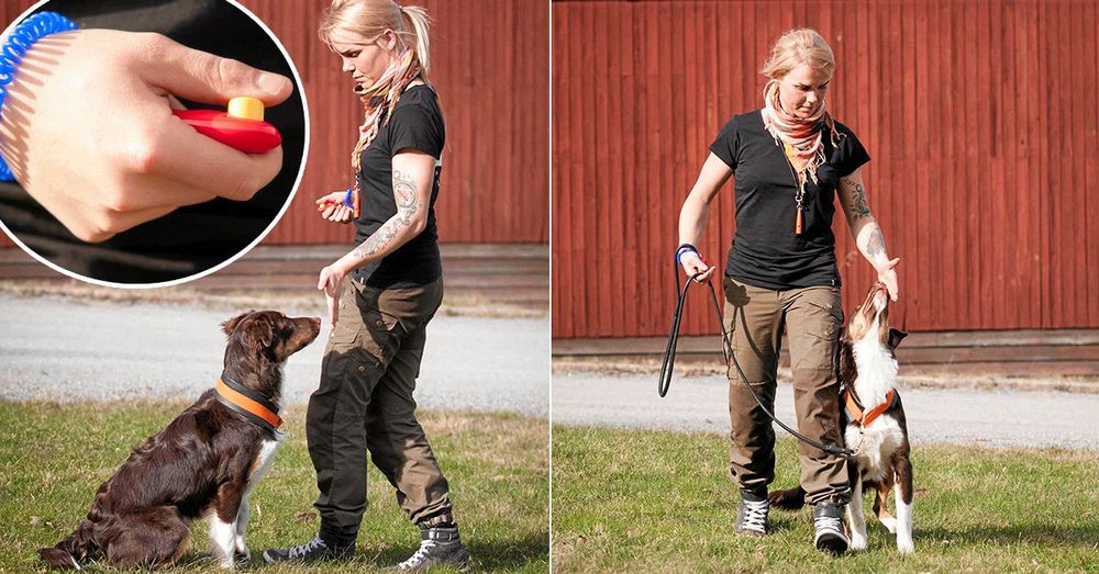 Carolina Sandberg, hundinstruktör och -psykolog, och hunden Sam visar dig hur du klickertränar din egen pälskling!