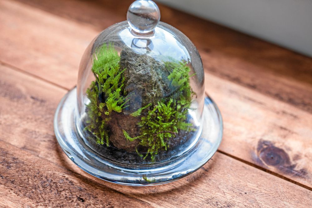 Ett vackert stenfynd med några små mosstofsar på. Foto: Istock