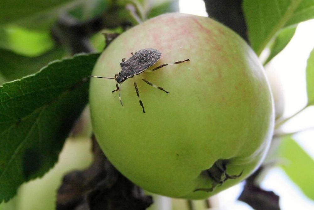 Än har den oönskade bärfisen inte sugit saften ur just detta äpple. Denna skadeinsekt har nyligen upptäckts i Sverige.