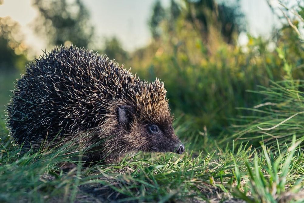 Foto: Istock/Mostphotos
