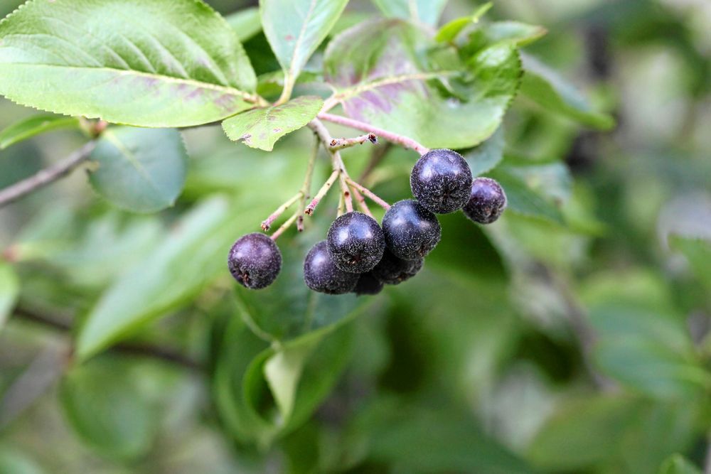 Vill du ha riktigt goda aroniabär, leta efter modern bäraronia, inte den gamla häckplantan från förr. Den var beskare än nya sorter.