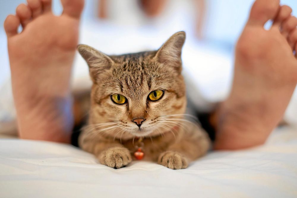 Fötter betyder mer för katten än du tror.